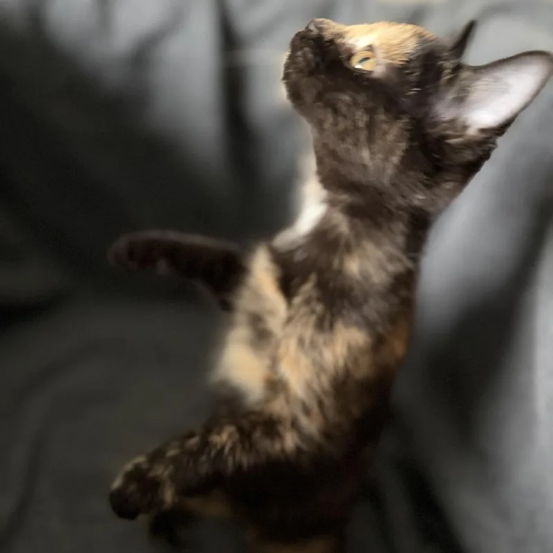 Missy thumbnail 2