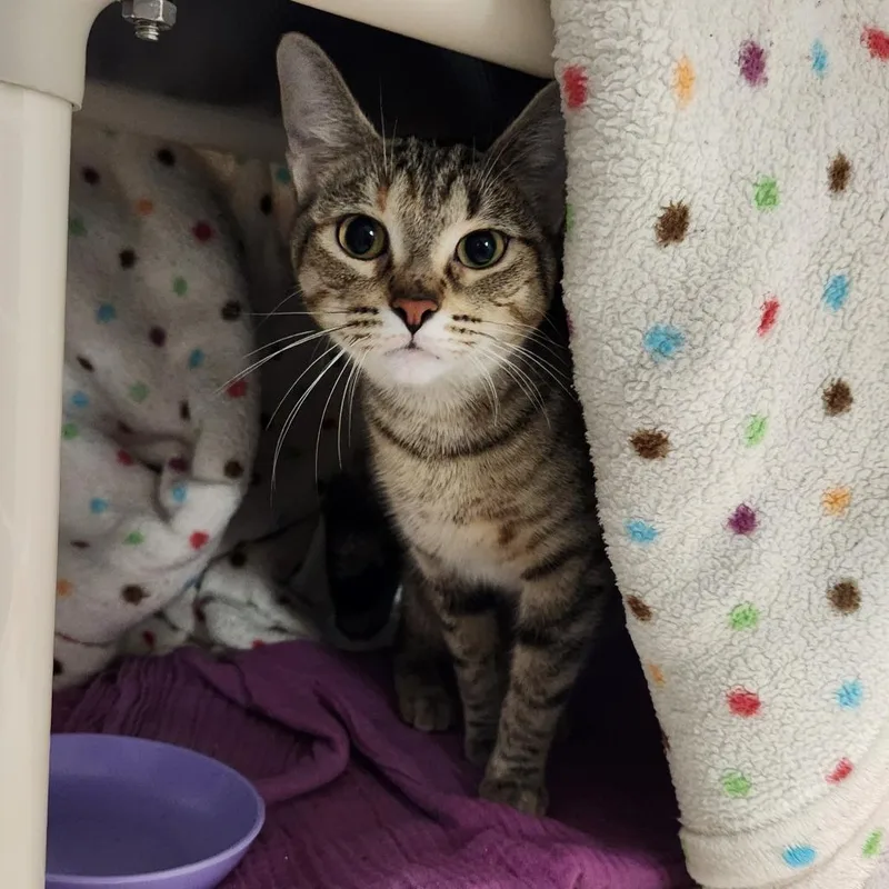 A young medium-sized female Brown / Chocolate Domestic Short Hair cat named Abby Tabby for adoption in Grand Rapids, MI