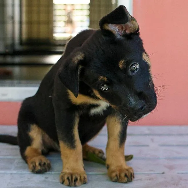 A baby medium-sized male Black Australian Cattle Dog / Blue Heeler dog named Joey for adoption in Bradenton, FL