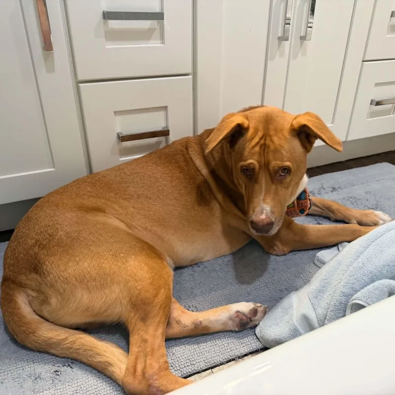 An adult large-sized male Retriever dog named Arthur for adoption in Martinez, CA