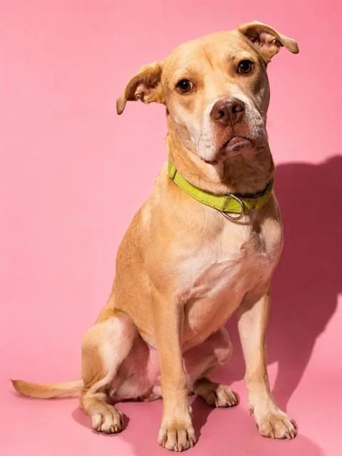 A young medium-sized male Mixed Breed dog named Little Bacon Boy for adoption in Jacksonville, FL