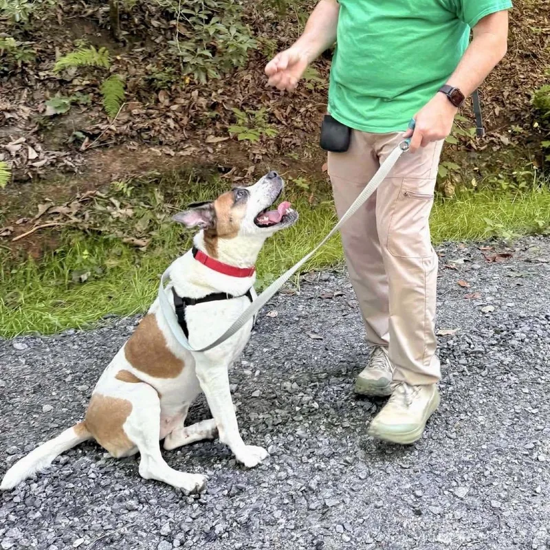 An adult large-sized female Mixed Breed dog named Mama for adoption in Asheville, NC
