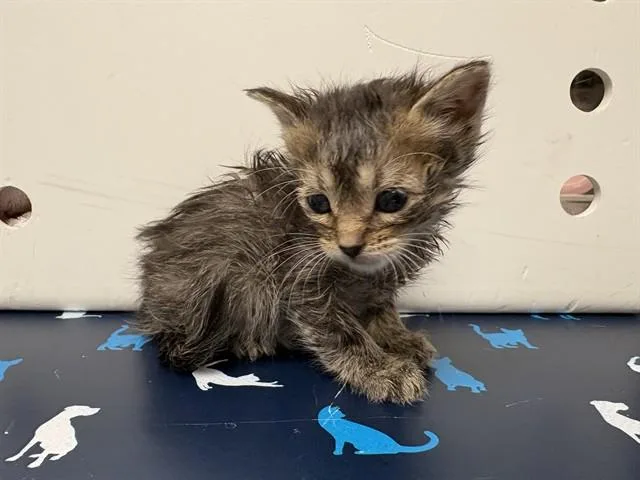 A baby small-sized female Domestic Short Hair cat named Crunchy for adoption in Ontario, CA