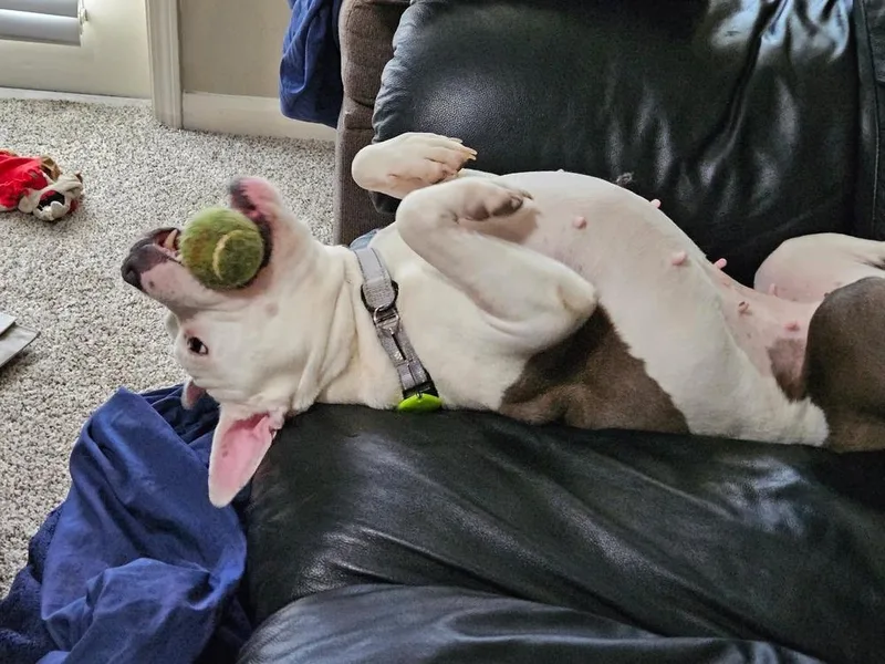 An adult medium-sized female American Bulldog dog named Helen for adoption in Lakeland, FL