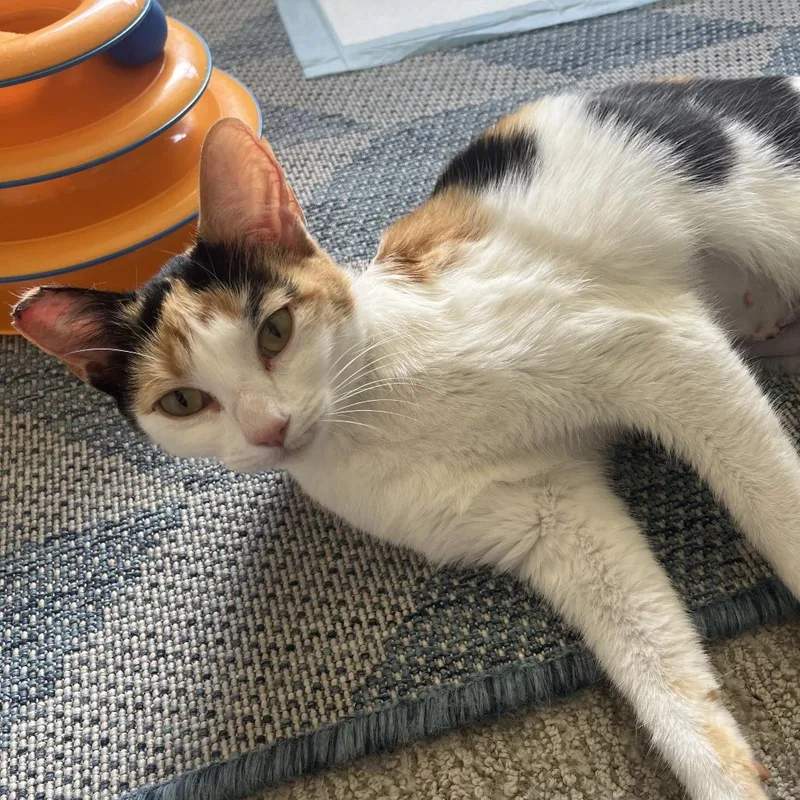 A young medium-sized female White Domestic Short Hair cat named Ariel for adoption in Pleasant Hill, CA