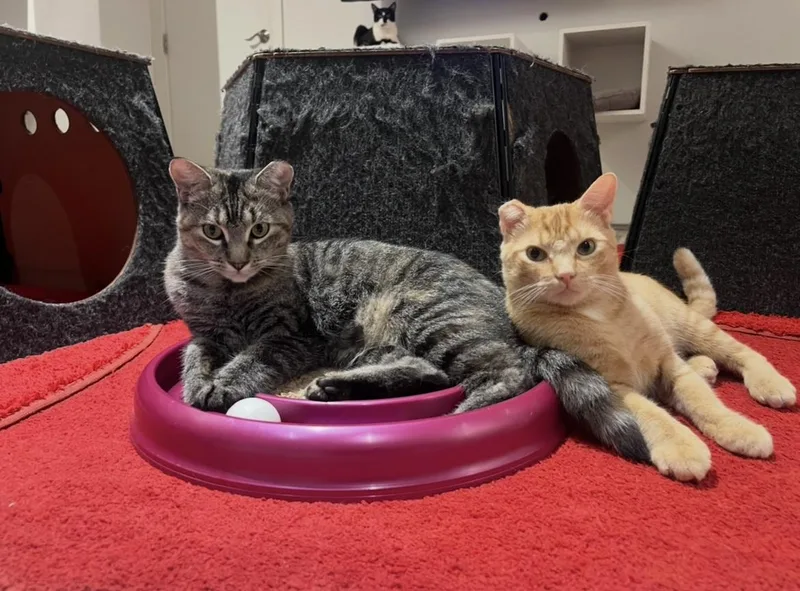 A young medium-sized male Orange & White Domestic Short Hair cat named Sonnet for adoption in New York, NY