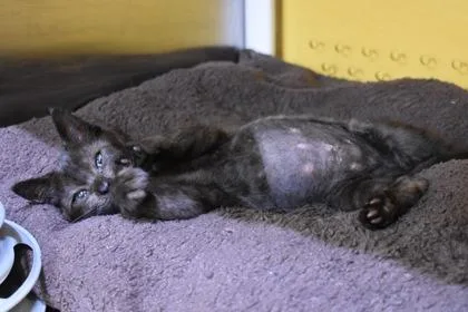 A young large-sized female Domestic Short Hair cat named Wyvern for adoption in Kansas City, MO