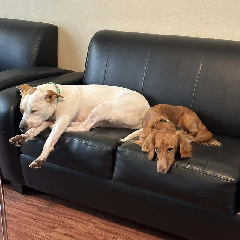 An adult medium-sized male White / Cream Labrador Retriever dog named Popcorn for adoption in Austin, TX