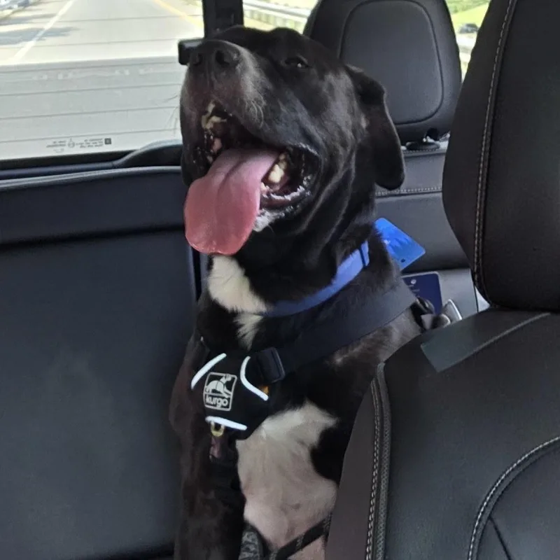 An adult small-sized male Black Labrador Retriever dog named Jasper for adoption in Lynchburg, VA