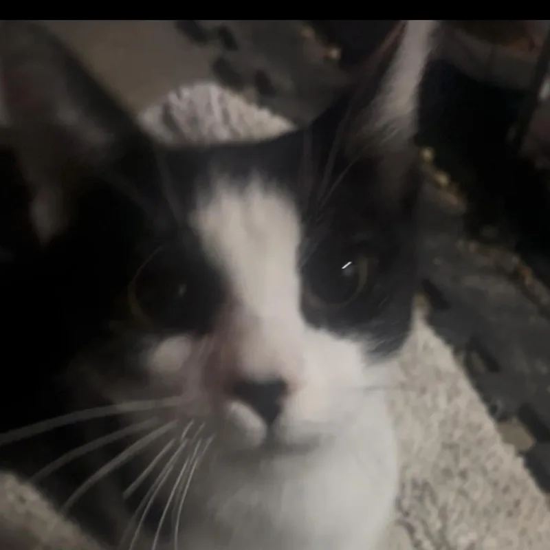 A young medium-sized female Black & White / Tuxedo Domestic Short Hair cat named Cookie for adoption in Pittsburgh, PA