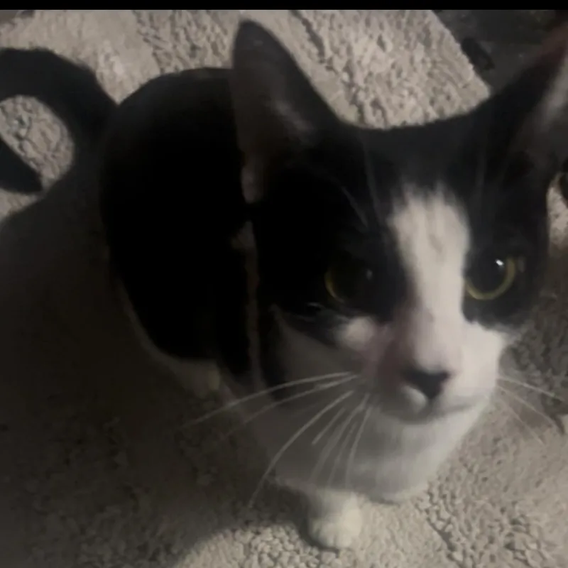 Cookie thumbnail 3