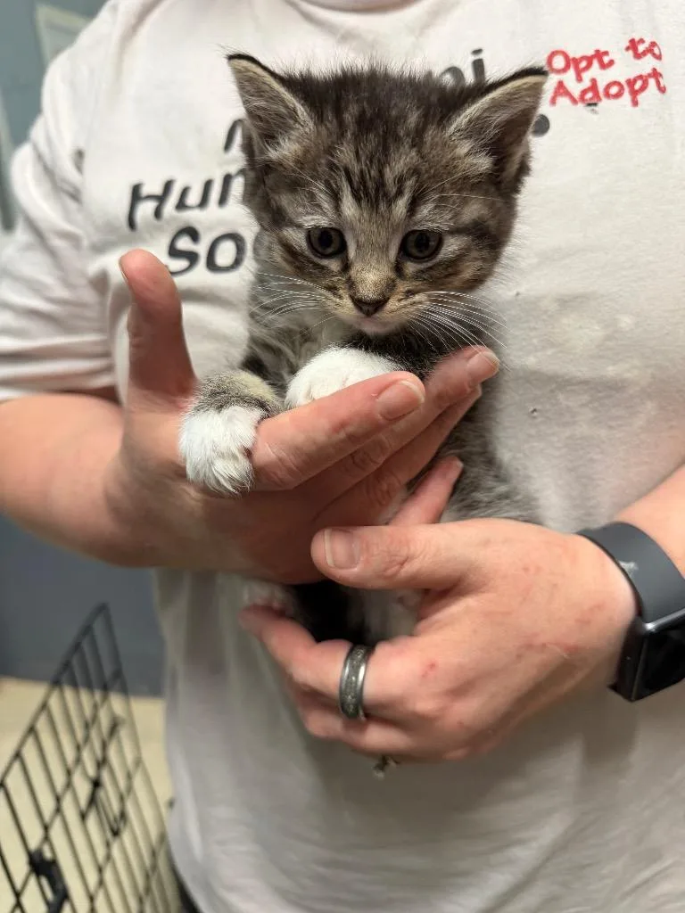 A baby small-sized female Domestic Short Hair cat named Buttons for adoption in Virginia, MN