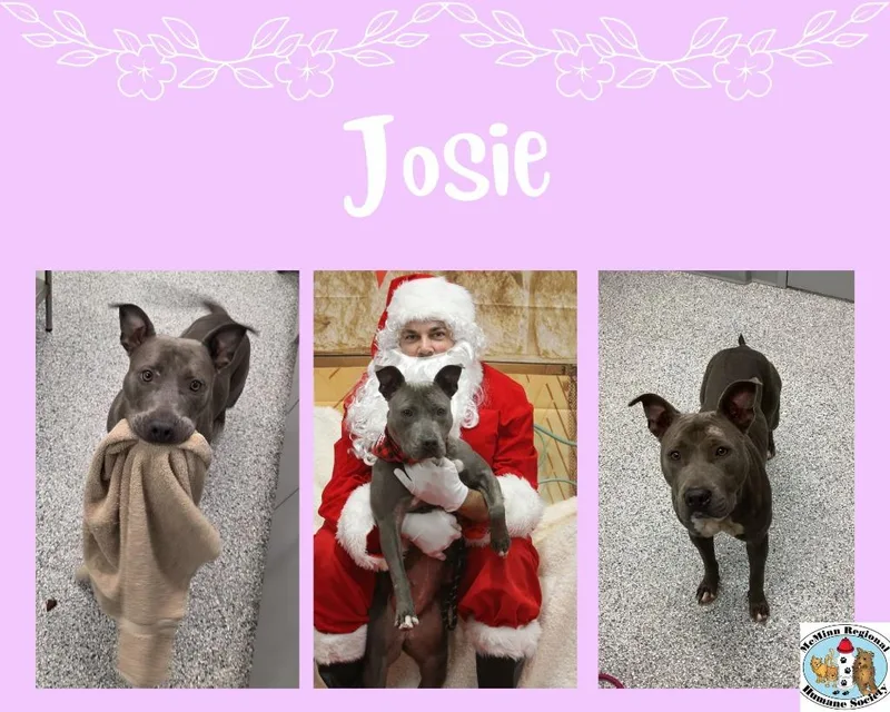 A young medium-sized female Terrier dog named Josie for adoption in Athens, TN