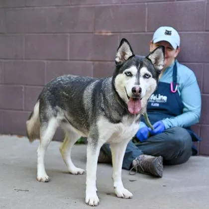 An adult large-sized female Mixed Breed dog named Maxine for adoption in Chamblee, GA