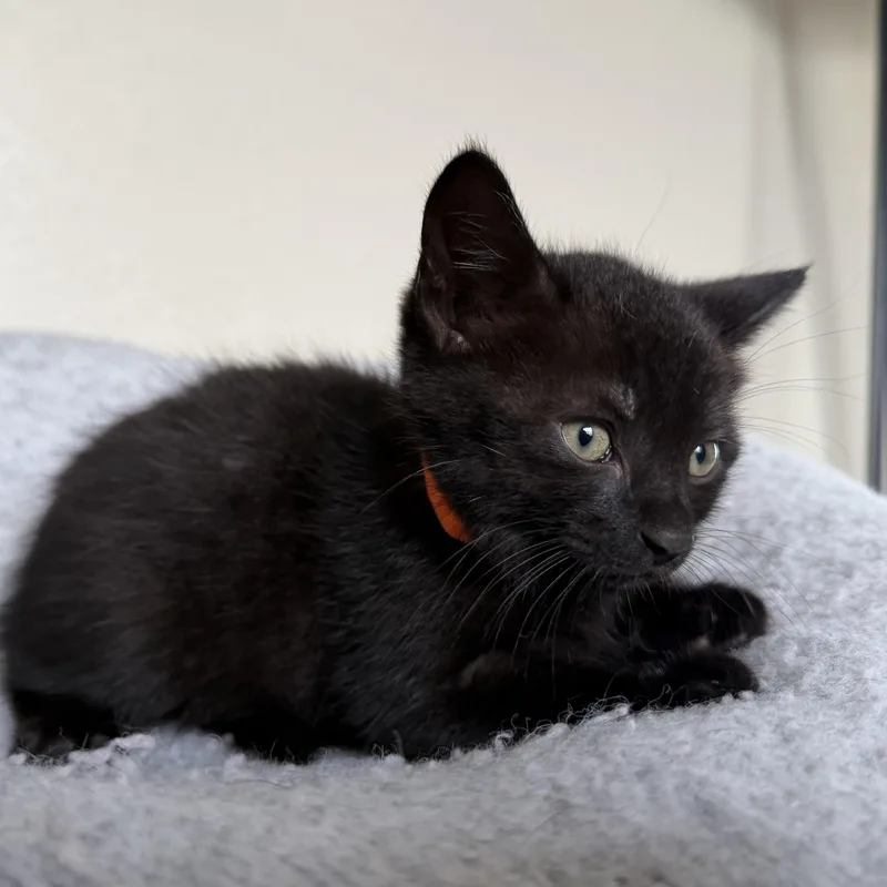 A baby medium-sized male Black Domestic Short Hair cat named Fozzie for adoption in jacksonville, FL