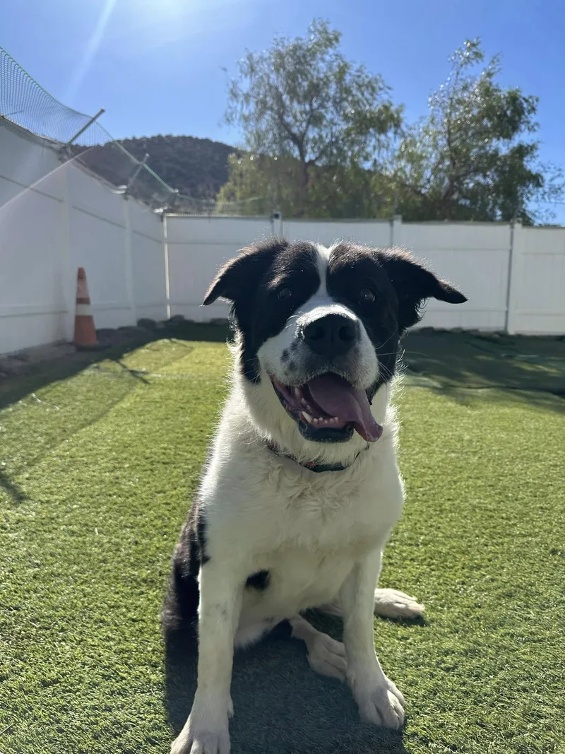 Schnookie thumbnail 2