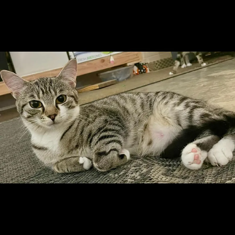 Gracie thumbnail 6