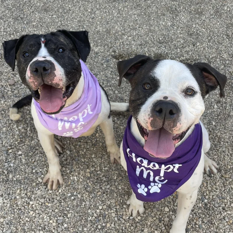 An adult large-sized female Black Pit Bull Terrier dog named Thelma and Louise for adoption in Lacon, IL