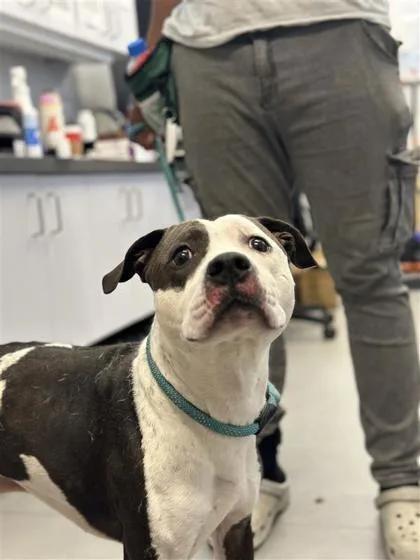 An adult medium-sized male Mixed Breed dog named Cow for adoption in West Chester, PA