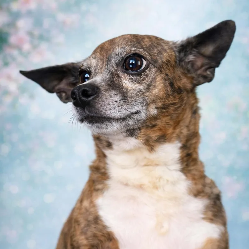 An adult small-sized male Brindle Chihuahua dog named Neville for adoption in Hudson, IL