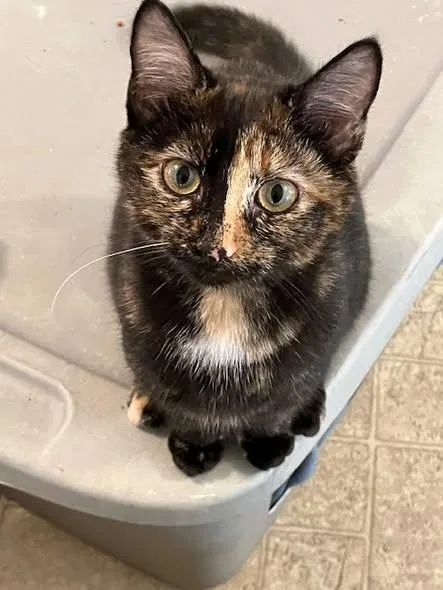 A young small-sized female Tortoiseshell cat named Prudence Burk for adoption in Somerset, KY