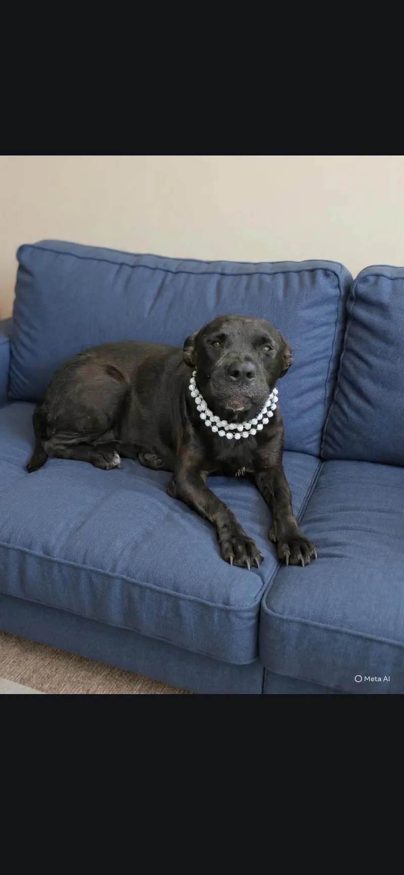 An adult medium-sized female Black Pit Bull Terrier dog named Lilly for adoption in Boca Raton, FL