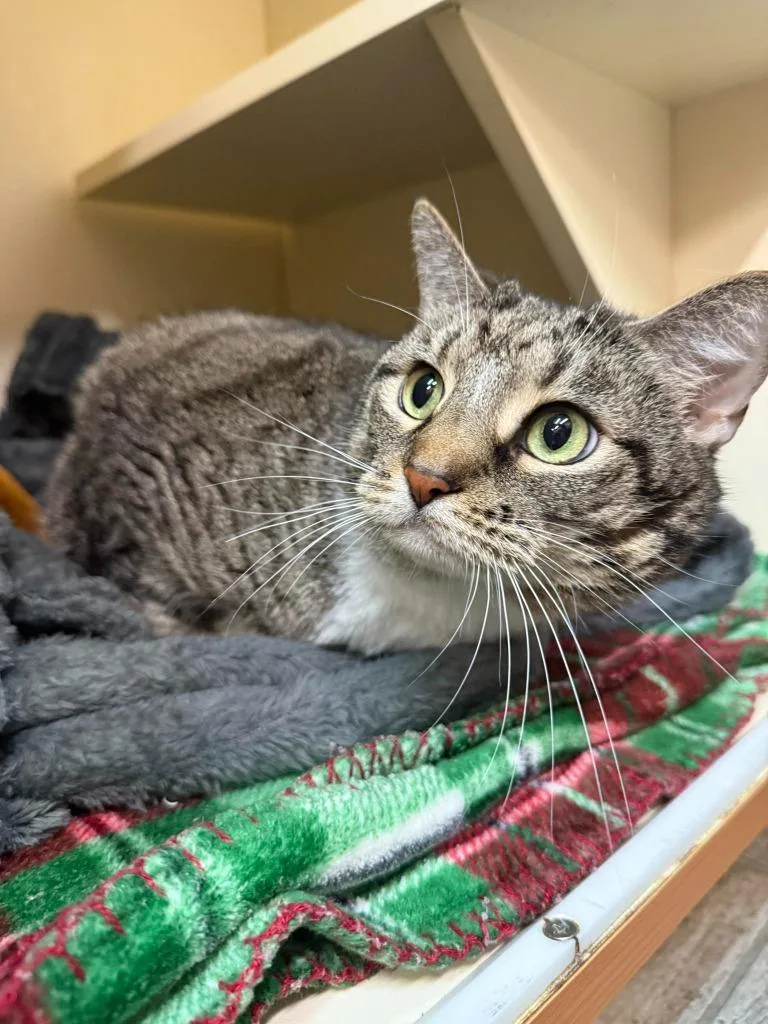 An adult large-sized female Domestic Short Hair cat named Lexie for adoption in Sebastian, FL