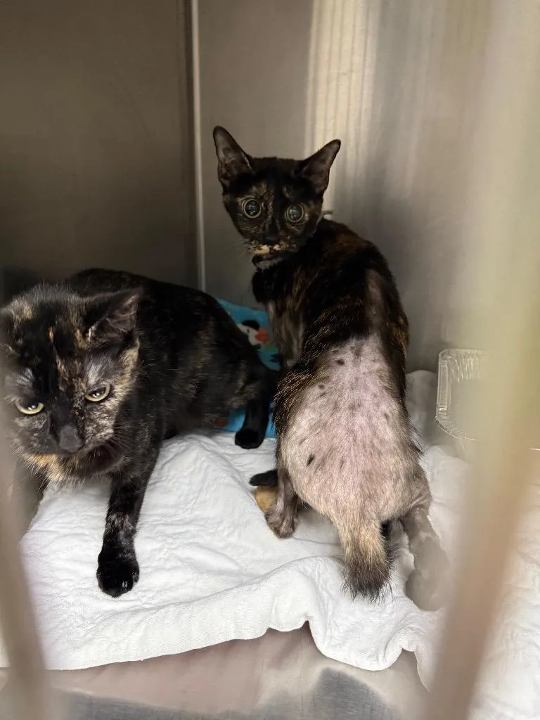 A young medium-sized female Domestic Short Hair cat named Gidget for adoption in Rome, GA