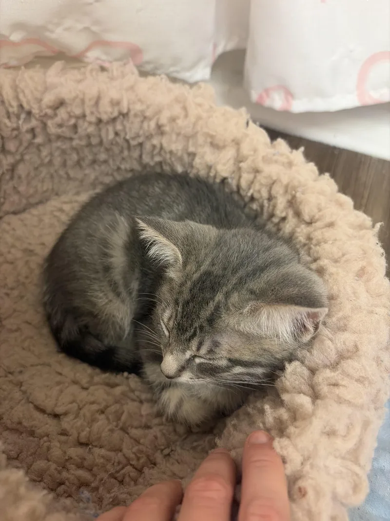 A baby medium-sized male Tabby (Gray / Blue / Silver) Domestic Medium Hair cat named Steve Rogers for adoption in Colbert, GA