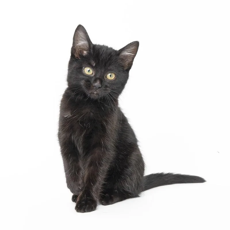 A young medium-sized male Black Domestic Short Hair cat named Ralphie for adoption in Franklin, TN