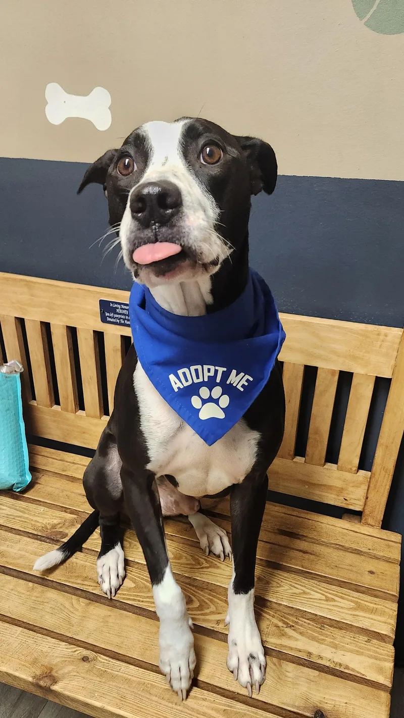 Damian Prison Program