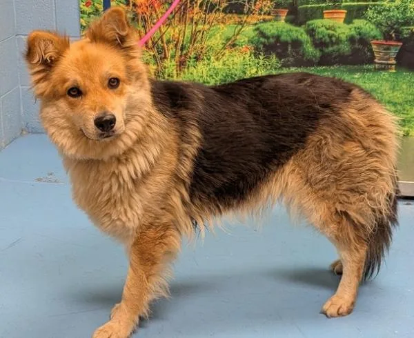 A young medium-sized female Black Shepherd dog named Please Save Me for adoption in San Marcos, CA