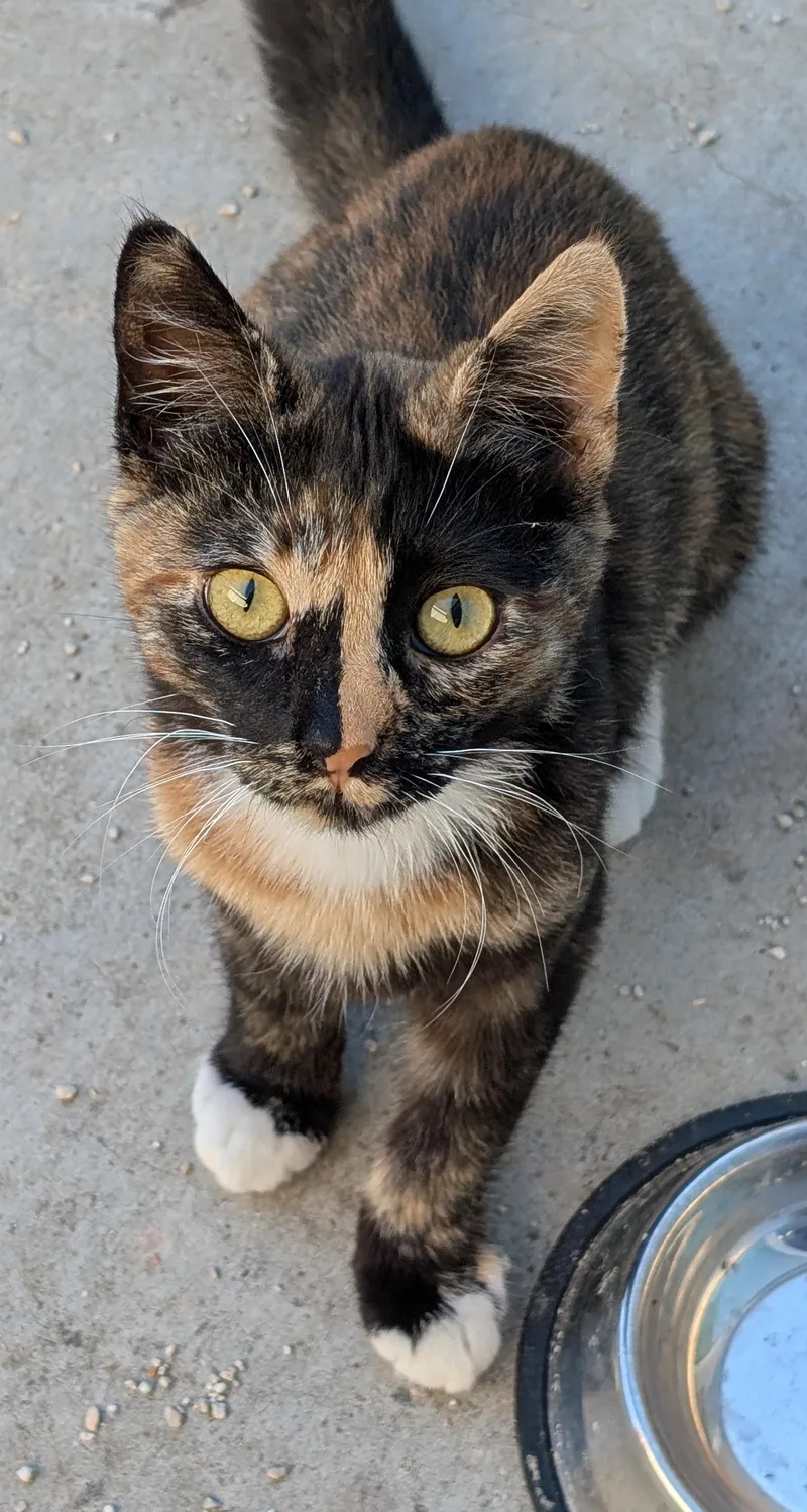 Cleo