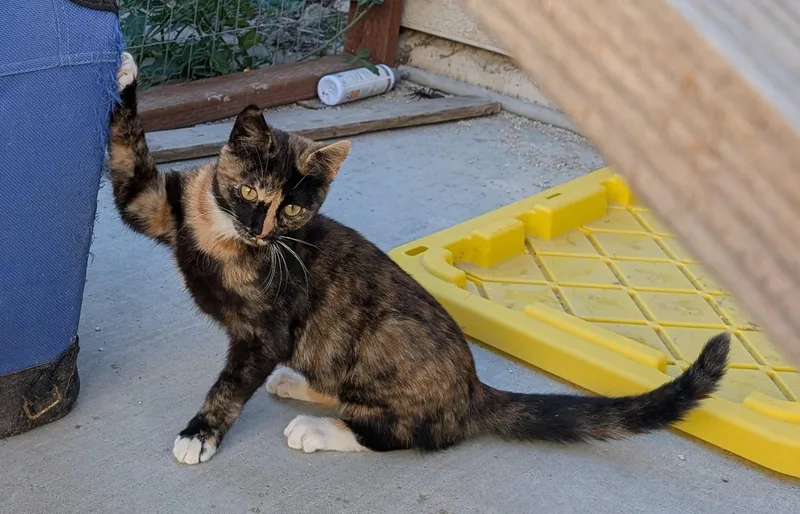 Cleo thumbnail 3