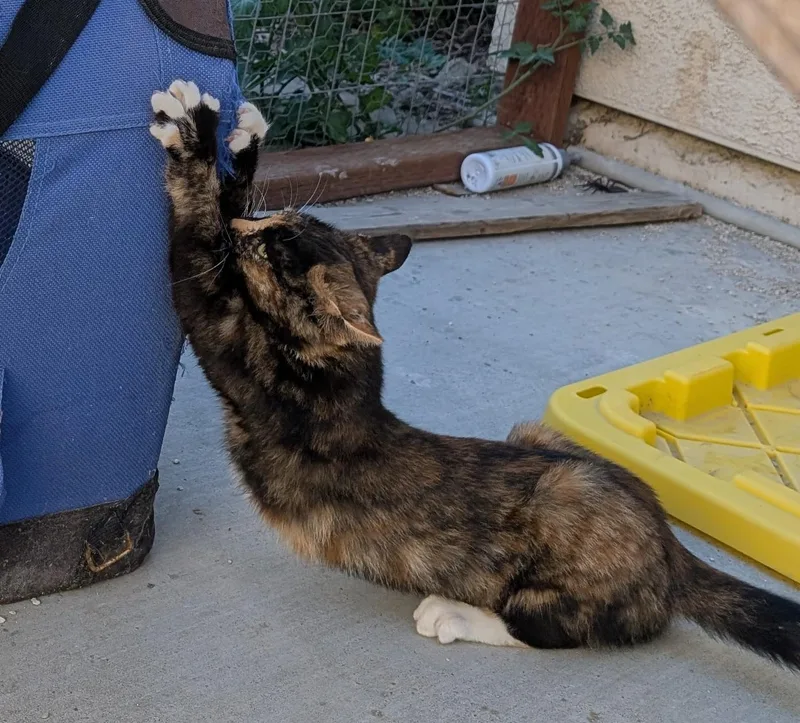 Cleo thumbnail 4