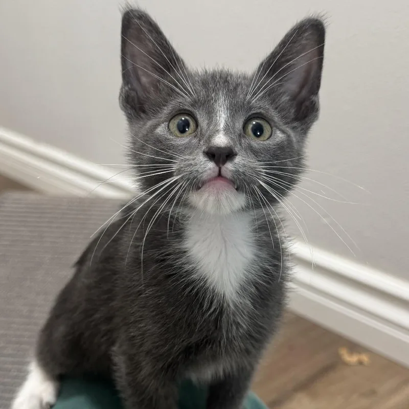 A baby small-sized male Domestic Short Hair cat named Copernicus for adoption in Los Angeles, CA