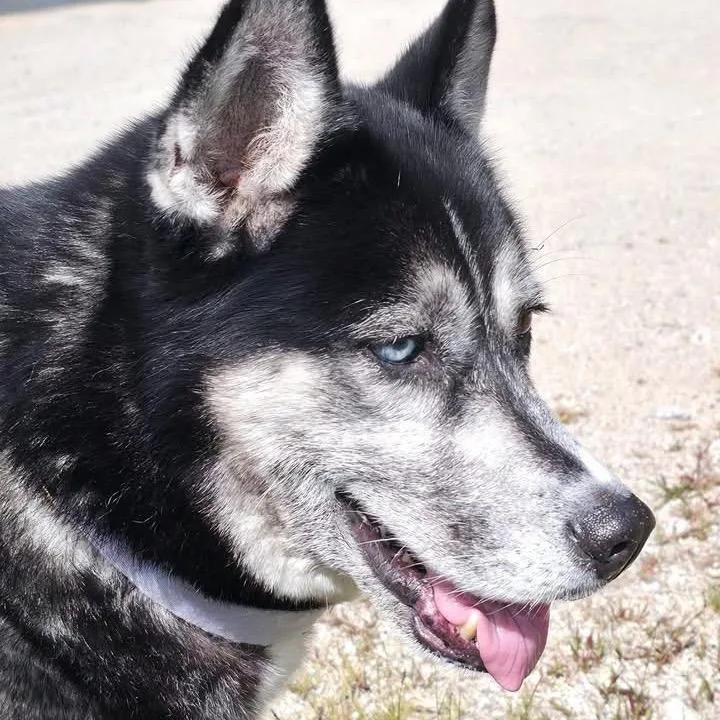 A senior medium-sized female Black Husky dog named Mika for adoption in Conway, NH