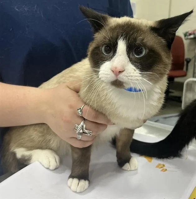 A young medium-sized male Siamese cat named Root Beer for adoption in Upper Marlboro, MD