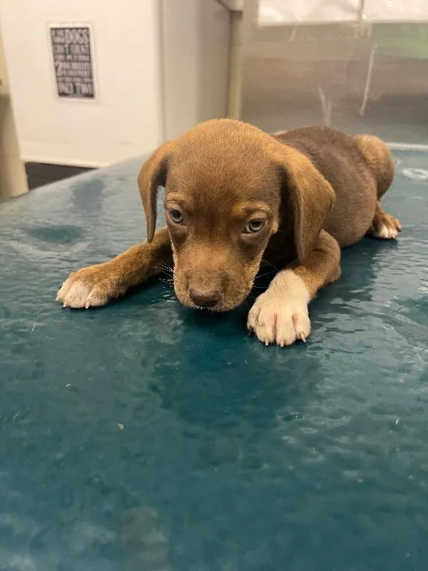 A young medium-sized male Brown / Chocolate Mixed Breed dog named Vito for adoption in Mobile, AL