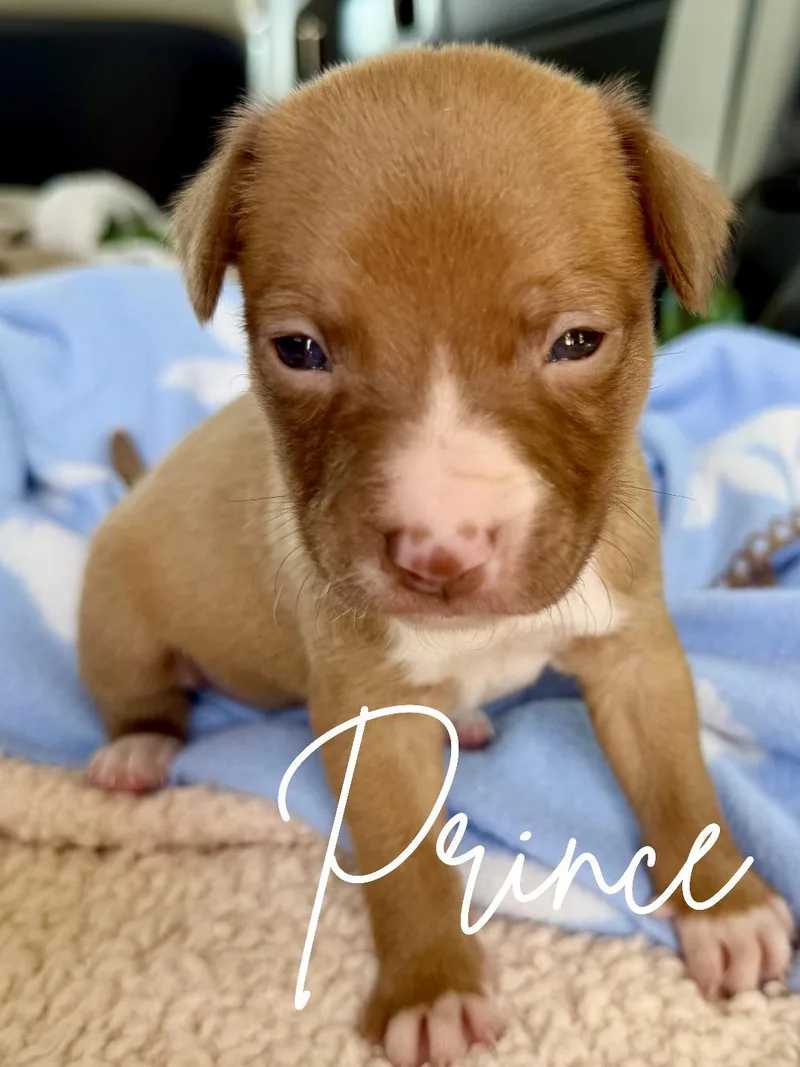 A baby small-sized male Golden Chihuahua dog named Prince for adoption in Herald, CA