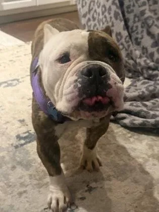 An adult medium-sized female Mixed Breed dog named Ziva for adoption in Chamblee, GA