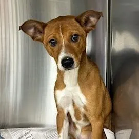 A baby medium-sized male Brown / Chocolate Mixed Breed dog named Beetle for adoption in Knoxville, TN