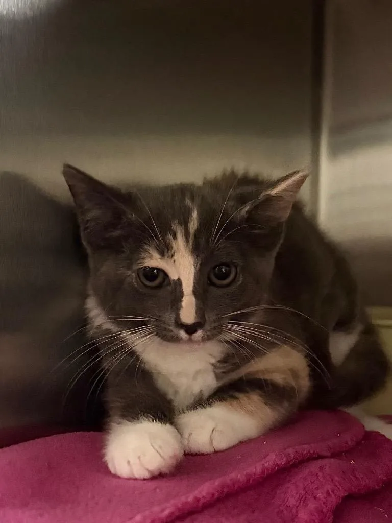 A baby small-sized female Domestic Short Hair cat named Arena for adoption in Ocala, FL