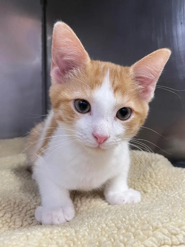 A baby small-sized male Domestic Short Hair cat named Windsor for adoption in Murray, KY
