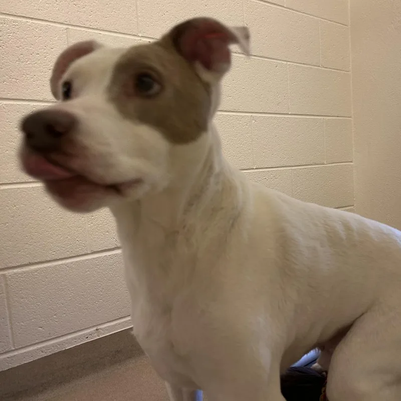 An adult large-sized male White / Cream Mixed Breed dog named Duke for adoption in Asheville, NC