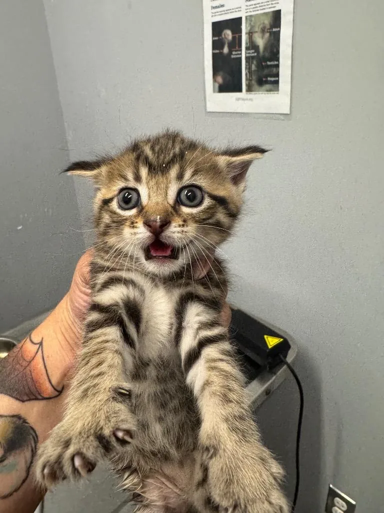 A baby medium-sized female Domestic Short Hair cat named Taipan for adoption in Bloomington, IN