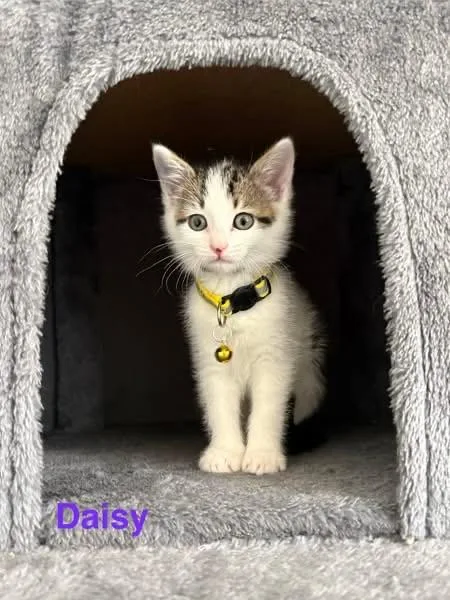 A baby medium-sized female White Domestic Short Hair cat named Daisy for adoption in Charlotte, NC