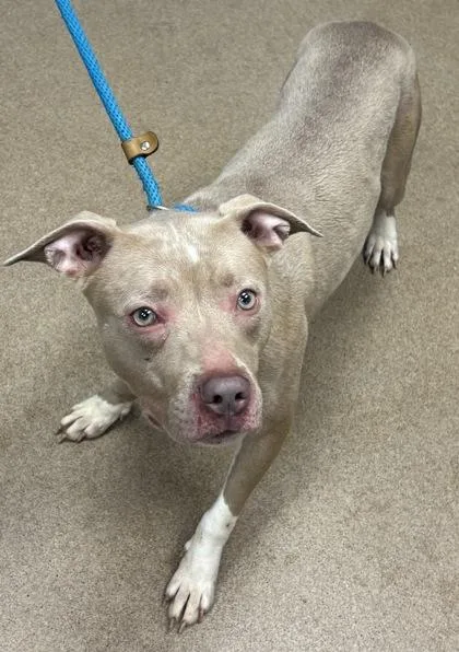 An adult medium-sized female Mixed Breed dog named Maserati for adoption in Chamblee, GA