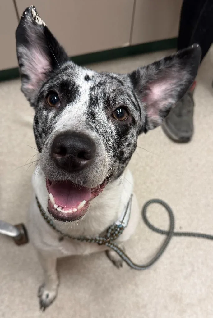 An adult medium-sized female Australian Cattle Dog / Blue Heeler dog named Lousie Mae for adoption in Lima, OH