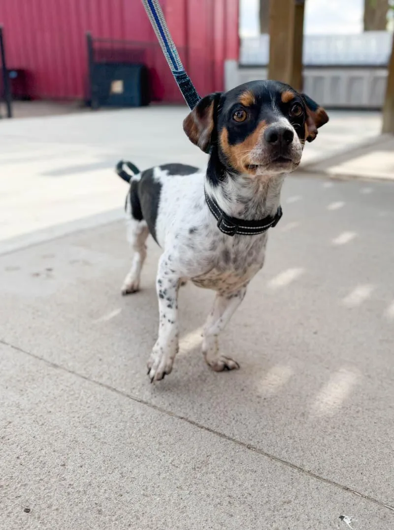 A young small-sized male Jack Russell Terrier dog named Jumbo for adoption in Windsor, CO